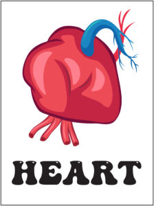 HUMAN BODY SYSTEMS-6